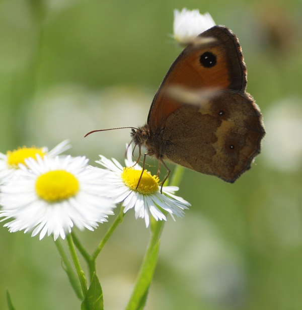 Nymphalidae